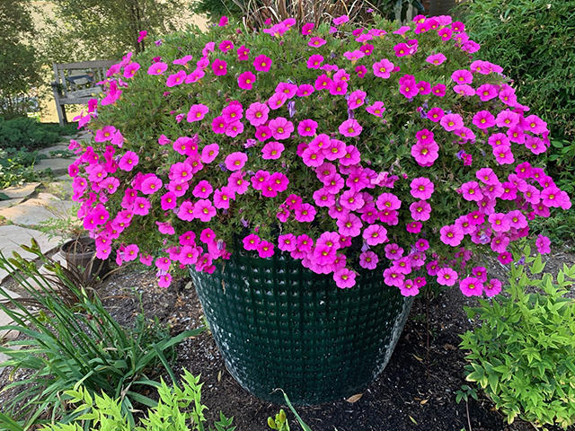 Container Plant with flowers